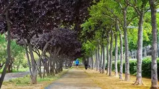 Objetivo 'incrementar el verde': Viladecans se marca llegar a 30.000 árboles en 2030