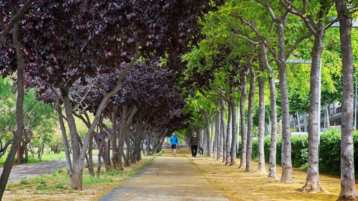 Imagen de archivo de un parque forestal de Viladecans.