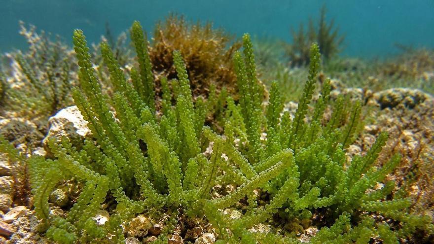 La expansión de algas invasoras amenaza la regeneración de las praderas de posidonia