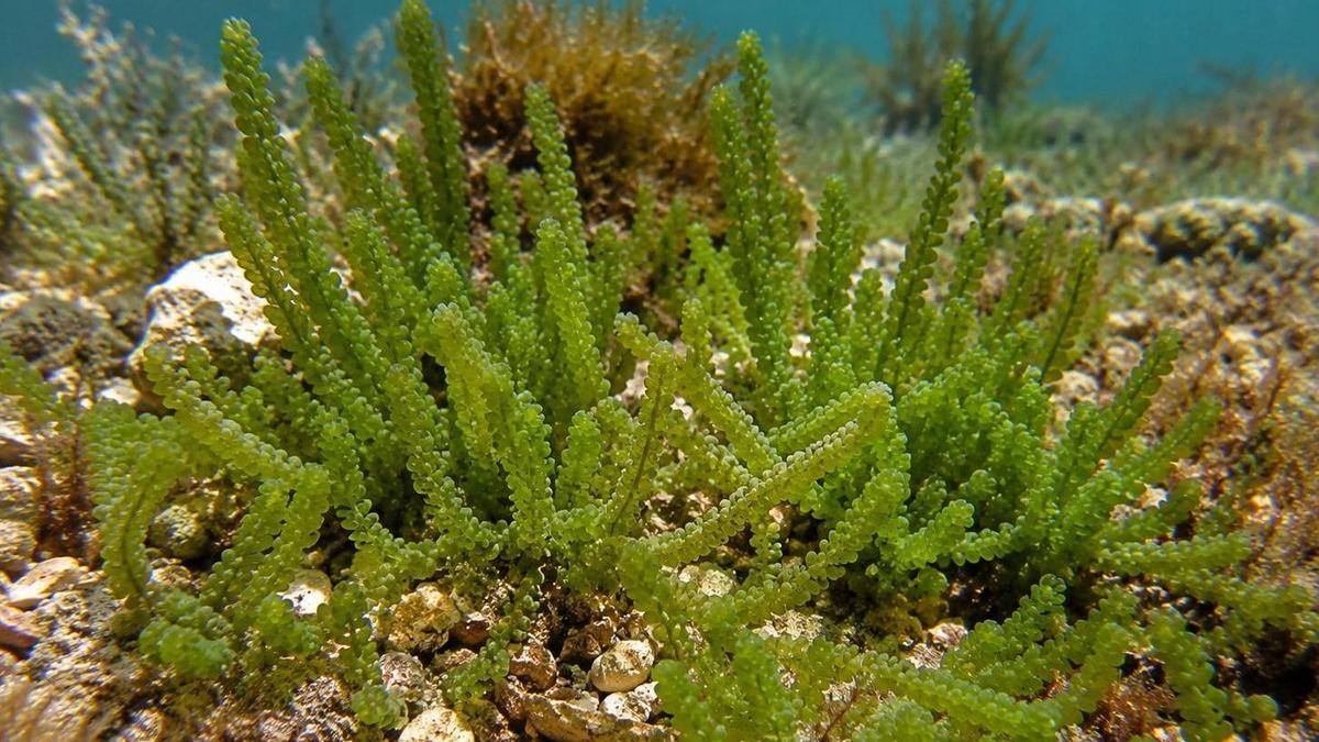 Imagen de la especie invasora Culerpa cylindracea