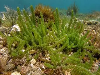 La expansión de algas invasoras amenaza la regeneración de las praderas de posidonia