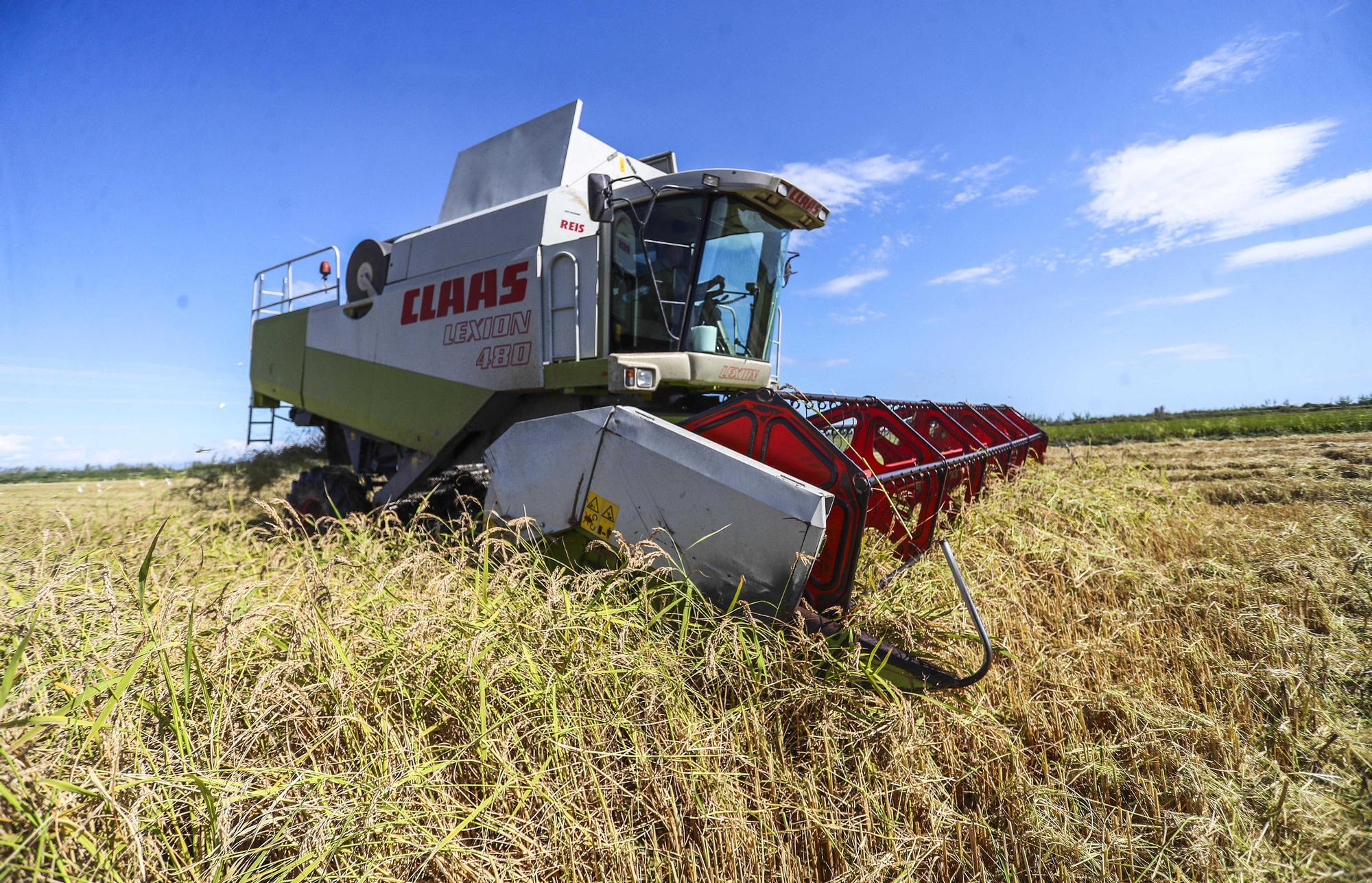 Comienza la siega del arroz en el Parque natural de La Albufera