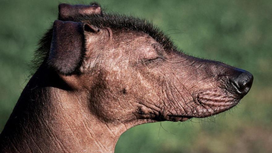 Las razas de perros más feos del mundo que demuestran que la belleza está en el interior