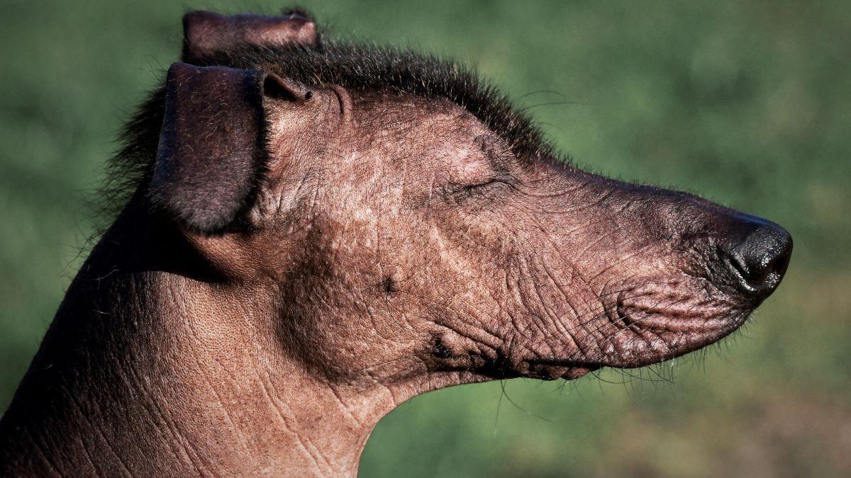 La belleza está en el interior: las razas de perros más feas que enamoran en 2026