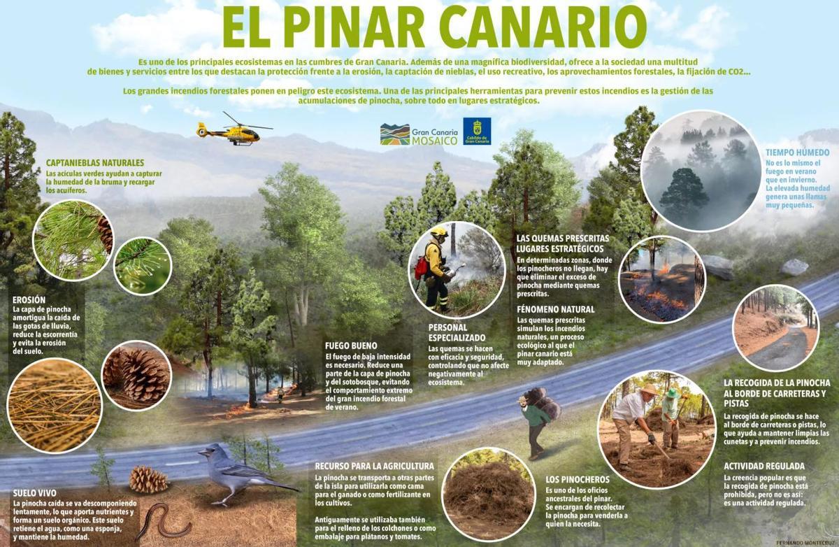 Infografía del pinar canario.
