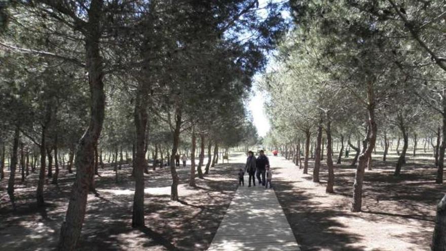 Abren una zona recreativa con 5.000 pinos plantados por los rotarios hace 18 años