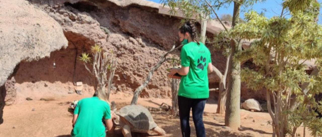 Dos alumnos del Animal Keeper Camp dan de comer a una tortuga.