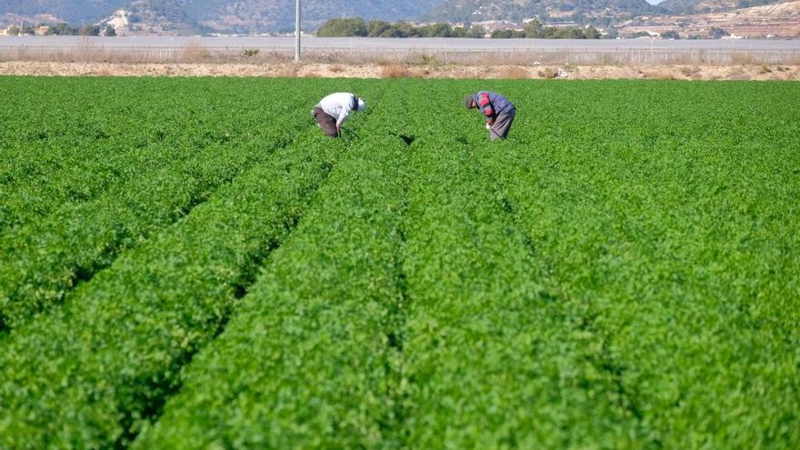 Del ladrillo a la lechuga