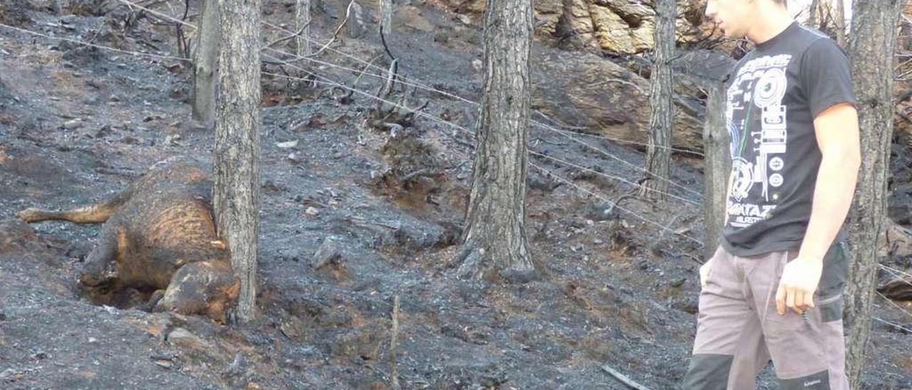 Héctor García mira los restos de una de sus terneras, quemada en el pinar próximo a la finca en la que estaba el ganado.