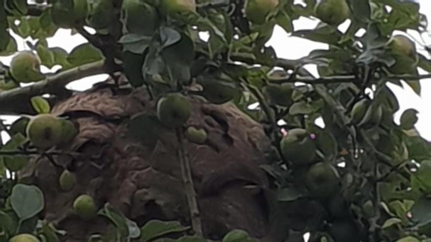 El nido de avispa asiática localizado en San Zabornín (Illas).