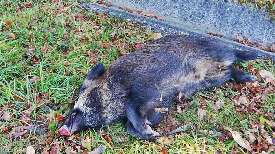 El cadáver del animal apareció sobre la cuneta, fuera de la plataforma de circulación.