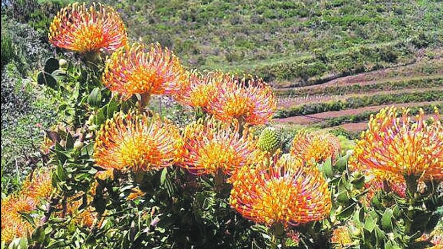 Los gases volcánicos merman la producción de proteas en La Palma un 40%