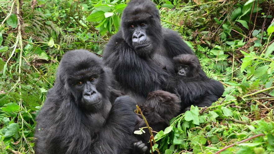 Una red feminista existe en la selva para prosperar y evitar la endogamia