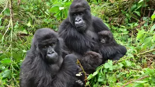 Una red feminista existe en la selva para prosperar y evitar la endogamia