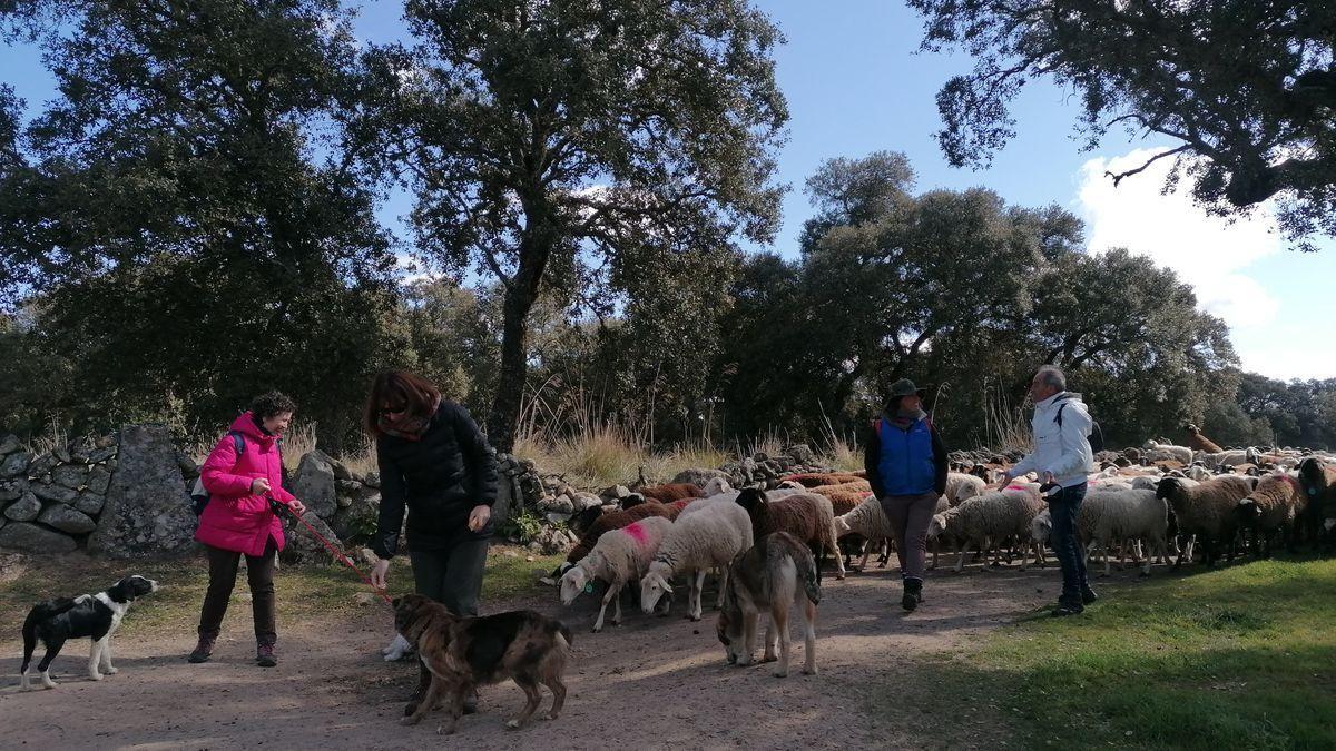 Mañana de pastoreo en Argañín, en la comarca de Sayago.