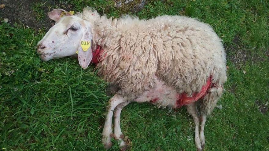 Una de las ovejas heridas en el ataque de ayer por la tarde, a plena luz del día