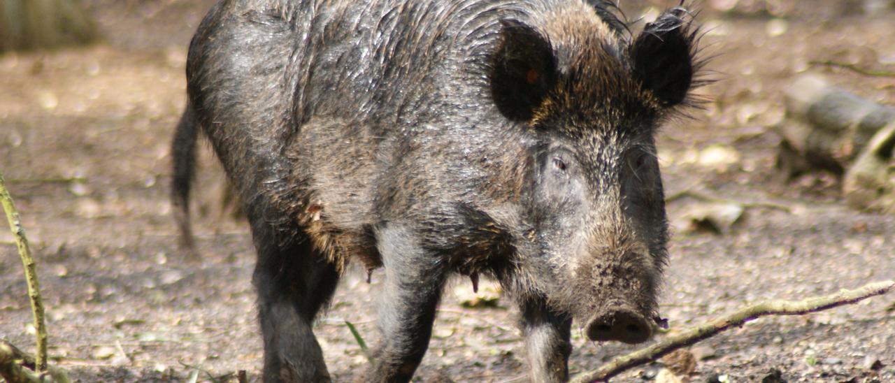 Una hembra de jabalí, xabalín o xabaril