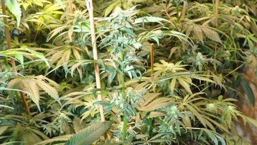 Tenían más de 300 plantas, filtros de aire y ocho ventiladores: así operaban los narcos de la marihuna detenidos en Gijón