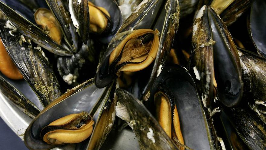 Los nanoplásticos ya causan daños genéticos en los mejillones