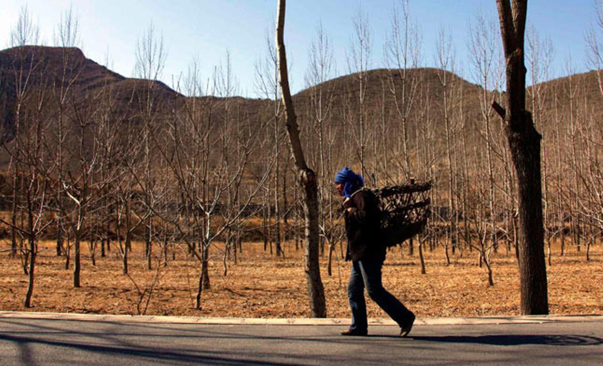 Una dona carregant fusta a prop de Pequín. Una dona carregant fusta a prop de Pequín.