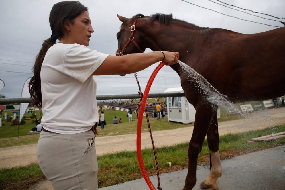 Festival Hípico de Luanco