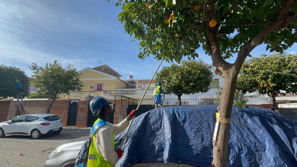 Operarios recogen las naranjas en las calles de Sevilla