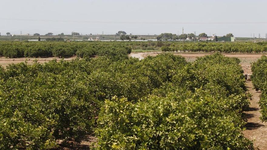 Campos de agricultura dedicados a la naranja.