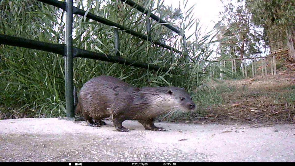 Una nutria en una imagen de archivo
