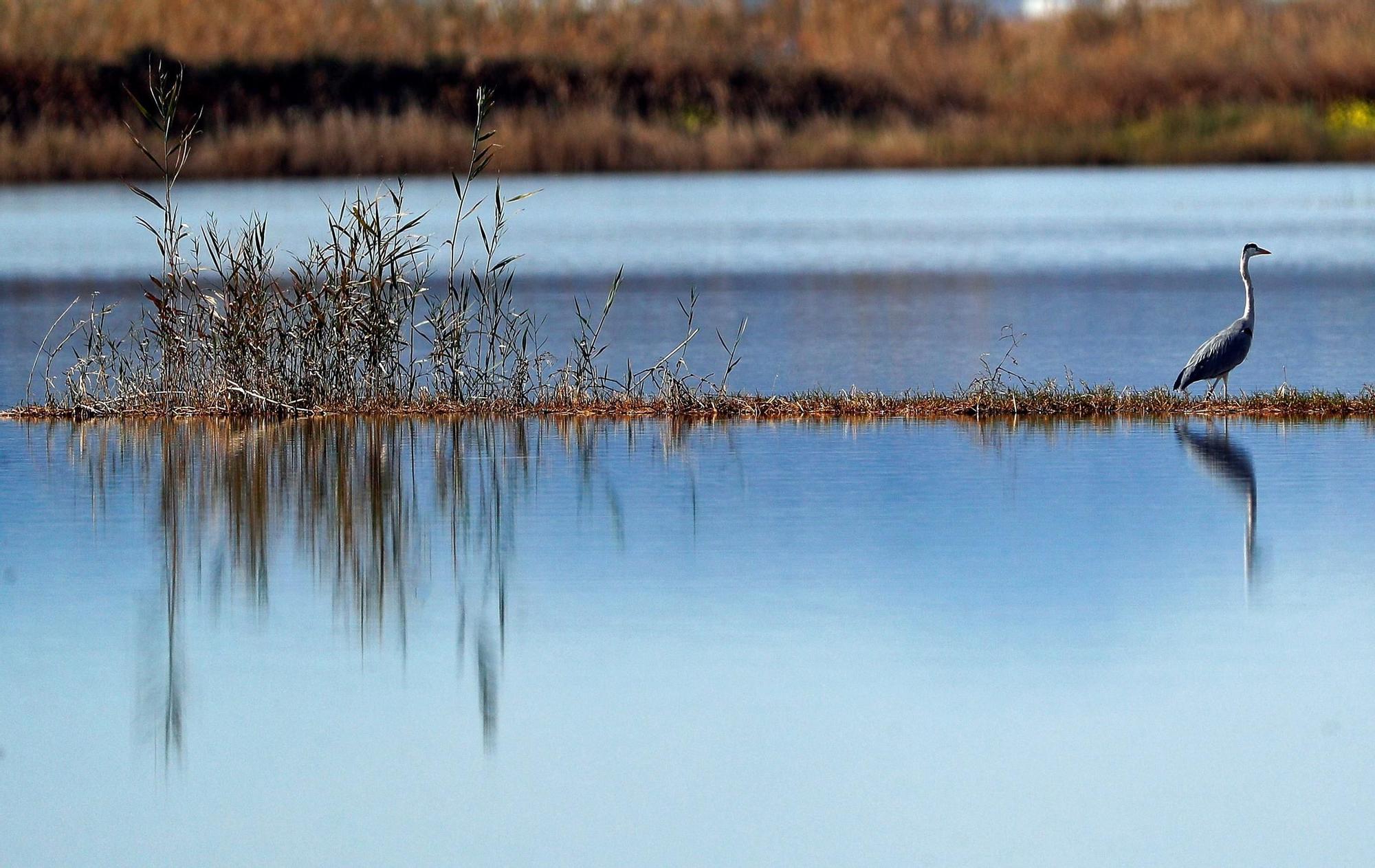 Numerosas garzas reales pueden observarse en l'Albufera