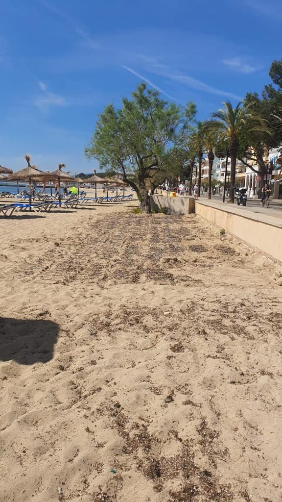 Die Strandterrasse an der Playa dels Tamarells in Pollença wurde entfernt.