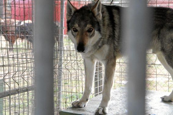 Guillermo Novoa züchtet in Inca im Inselinnern von Mallorca Iberische Wolfshunde. Es ist eine Rasse, die es zuvor nicht gab. Seine Hündin hat gerade zehn Welpen geworfen.