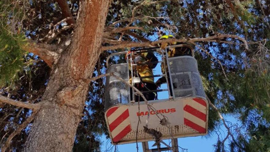 Rescatan a un gato que llevaba varios días atrapado en un árbol en Sant Joan