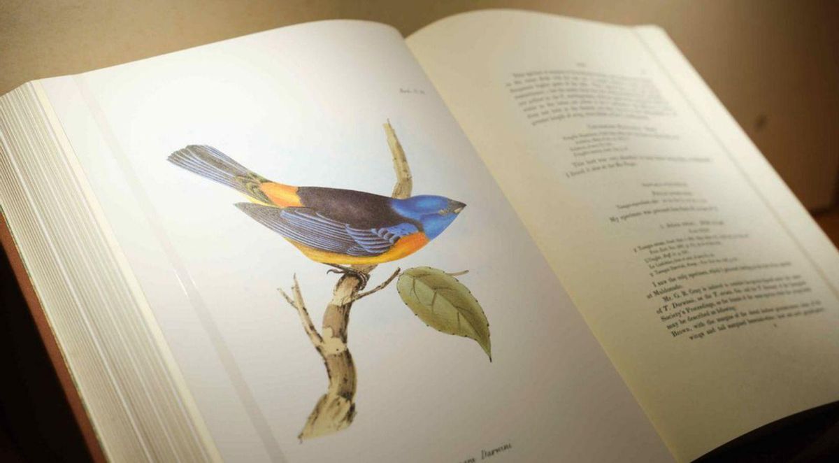 Biodiversidad para celebrar los museos de Tenerife