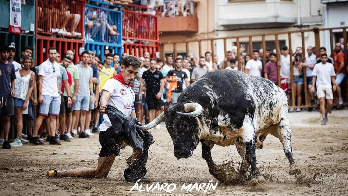 Foto del impresionante toro de El Torero que exhibieron en agosto en Vilafamés, municipio que vuelve a organizar festejos taurinos este mes de marzo.