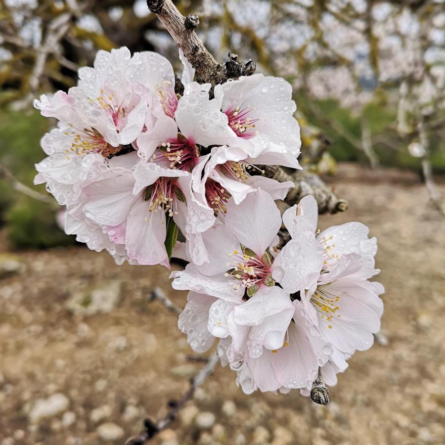 Los almendros en flor ya alegran los paisajes valencianos