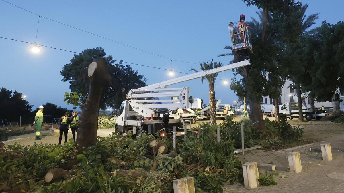Tala de los bellasombra de Llorenç Villalonga