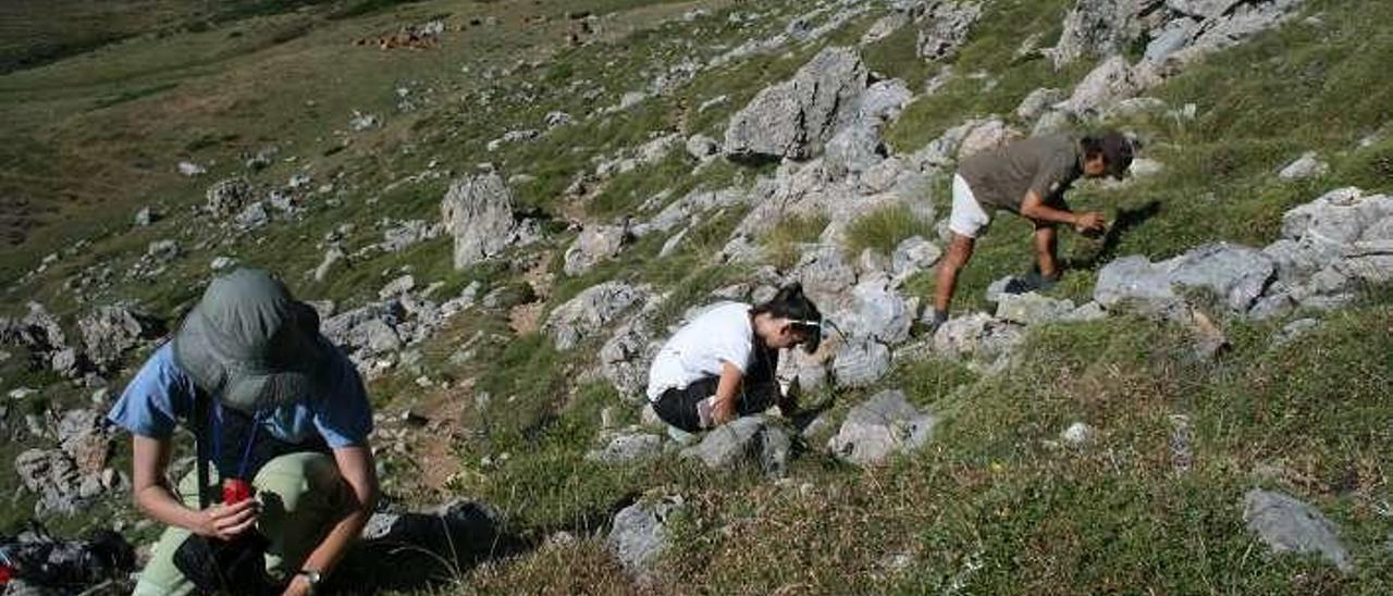 Un equipo recogiendo semillas en la cordillera Cantábrica.