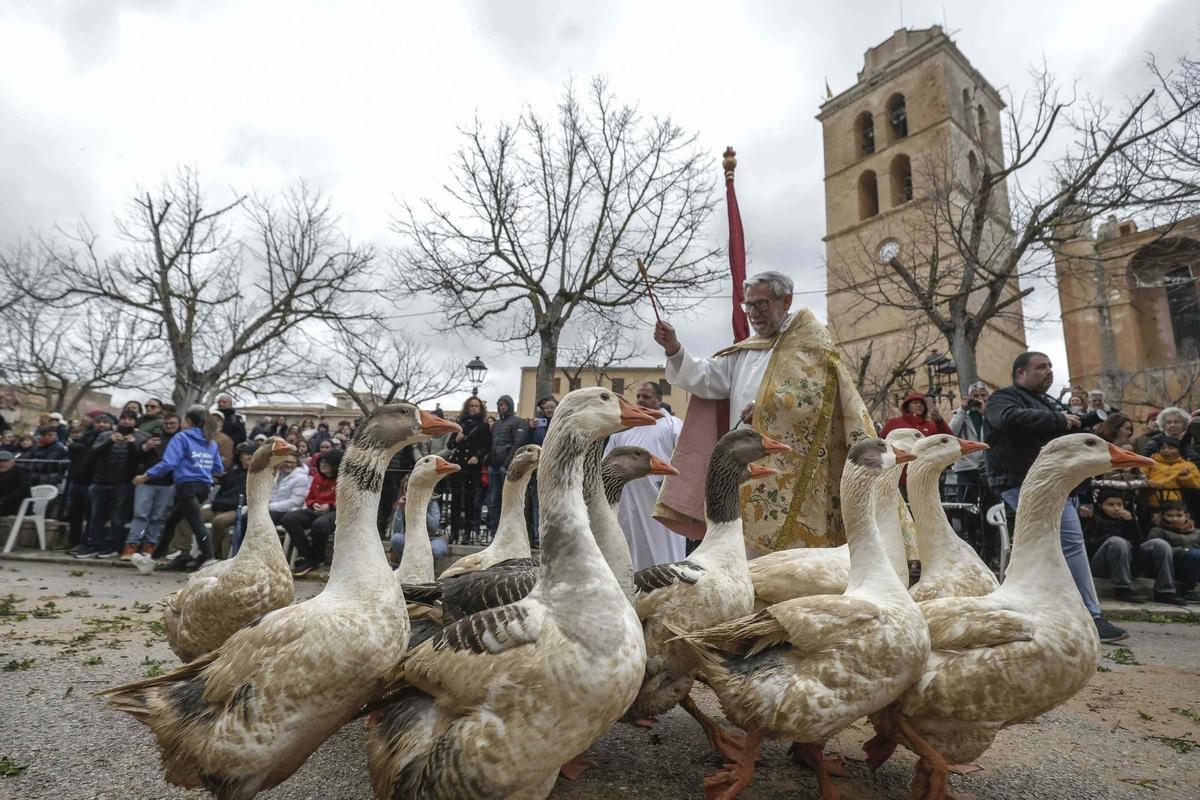 Alle kommen sie vorbei zur Tiersegnung in Muro, auch die Gänse.