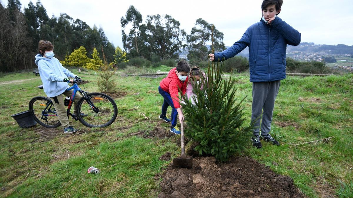 La &quot;replantanción&quot; de los árboles de Navidad en los montes de Tomeza.