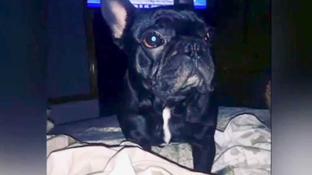 Kokito, el cachorro bulldog francés que ha fallecido durante un vuelo de United Airlines.