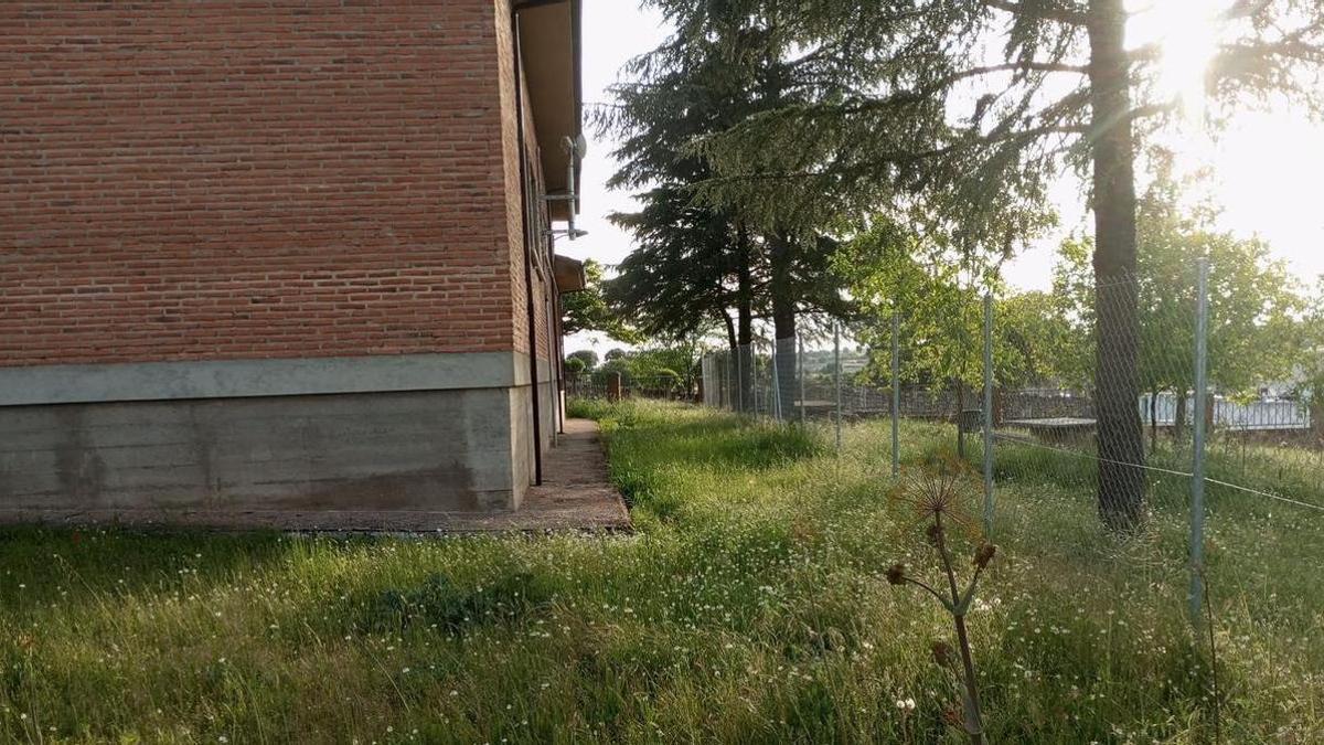 Maleza en las inmediaciones del colegio de Almeida de Sayago