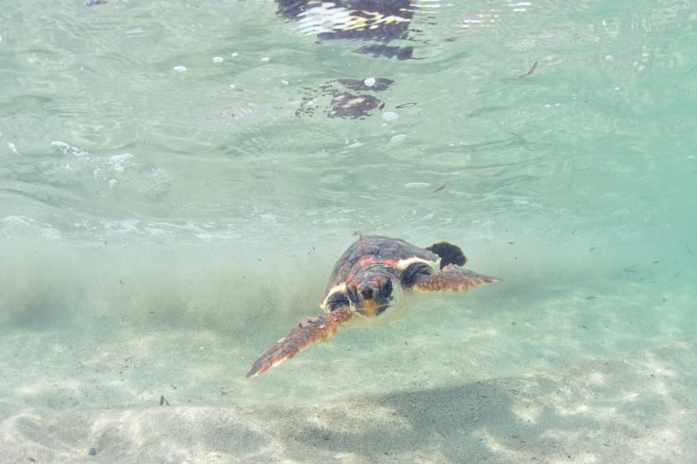 Liberadas 26 tortugas ibicencas en ses Salines