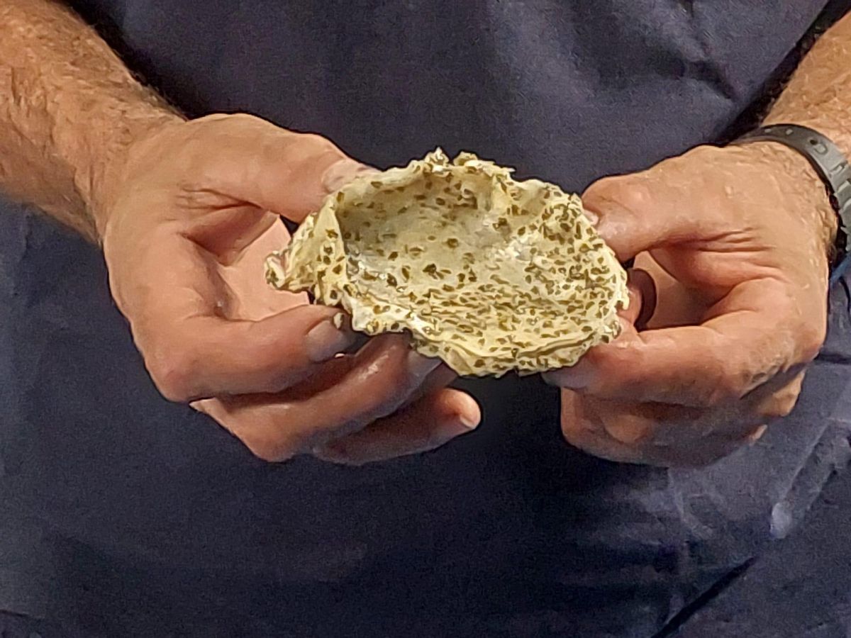 Detalle de las larvas sumergidas en las bateas de las bahías de Els Alfacs y el Fangar. En la conccha hay unas 200 unidades.