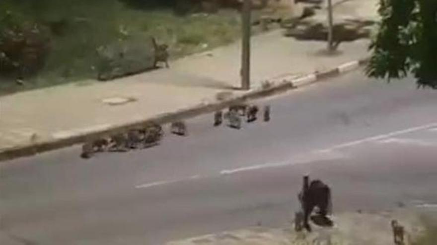 Video | Una veintena de jabalíes con su madre, vistos de nuevo en la zona norte de Plasencia
