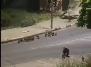 Una veintena de crías de jabalí, con su madre, campan de nuevo por el norte de Plasencia