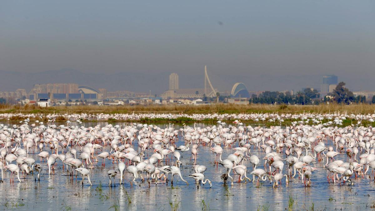 Panorámica de la marjal de Alfafar con una bandada de flamencos y València al fondo.