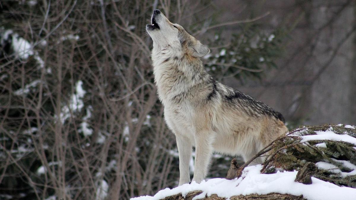 Hablan los perros el mismo 'idioma' que los lobos? - Información