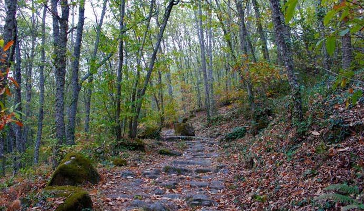 Estos son los bosques más mágicos de España