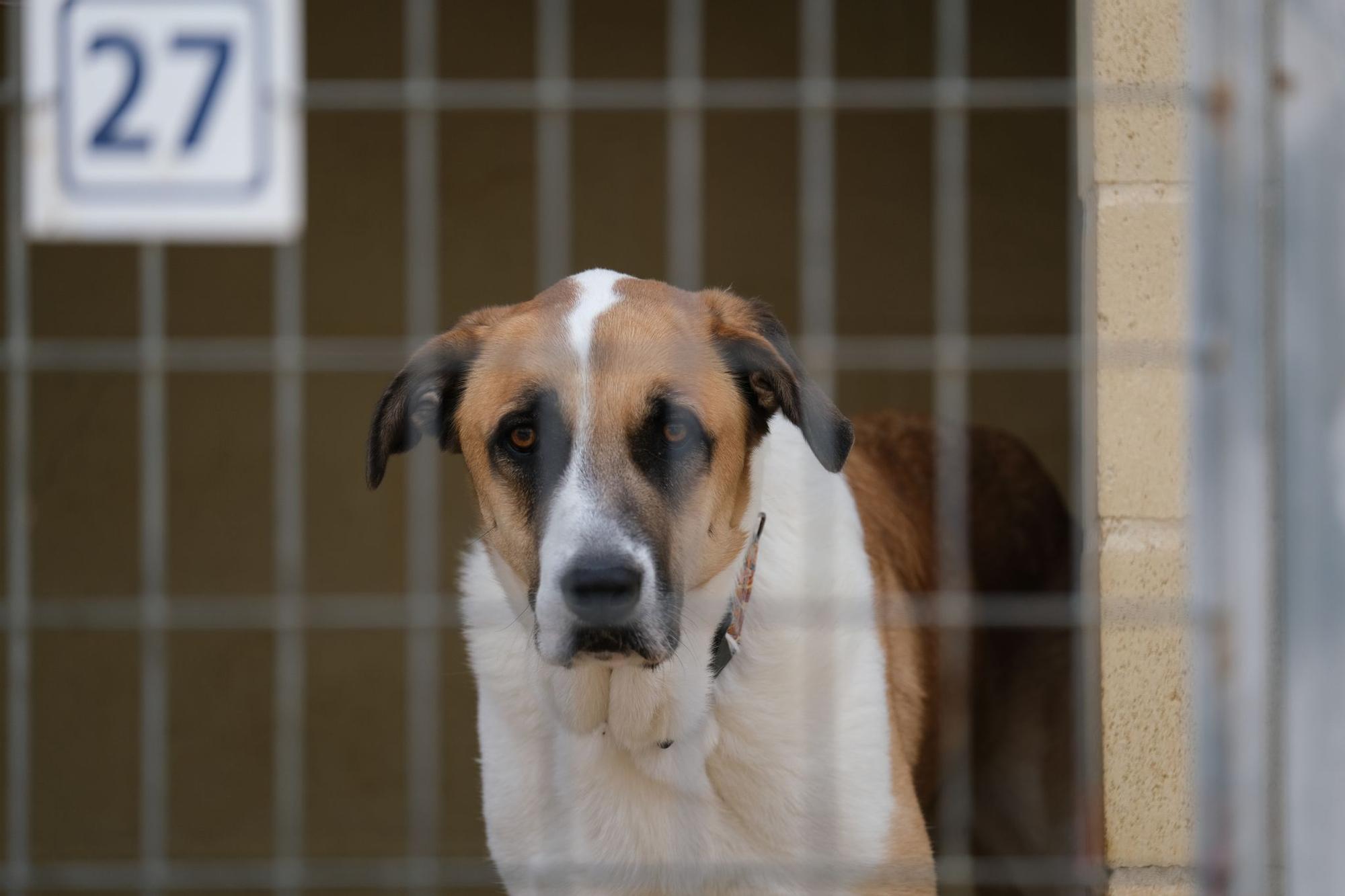 La Protectora de Animales de Málaga, a finales de octubre