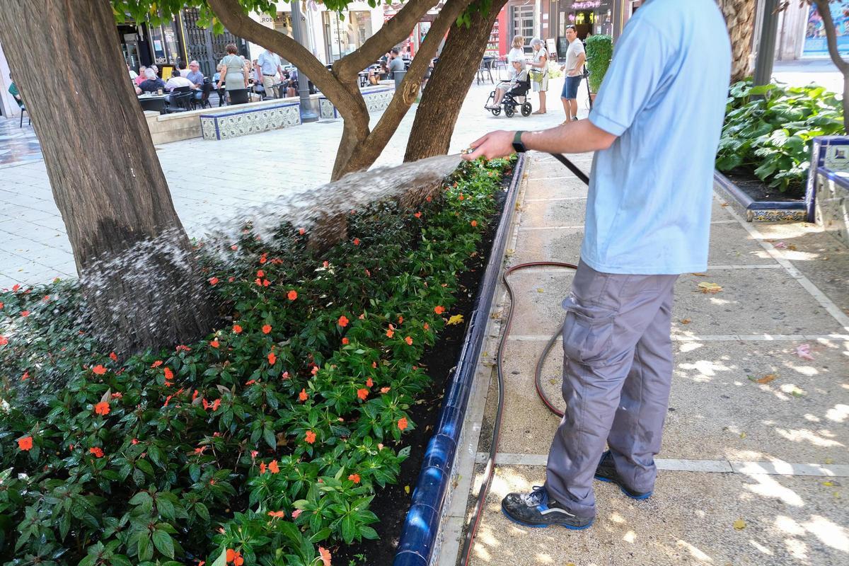 Un jardinero en Elche, el gasto ha subido en 300.000 euros